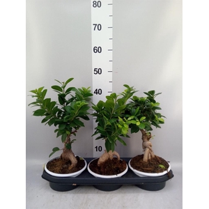 Ficus microcarpa 'Ginseng'