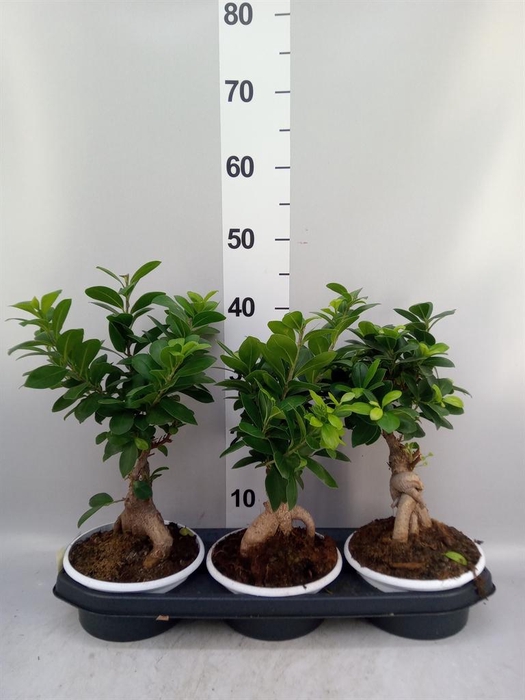 <h4>Ficus microcarpa 'Ginseng'</h4>