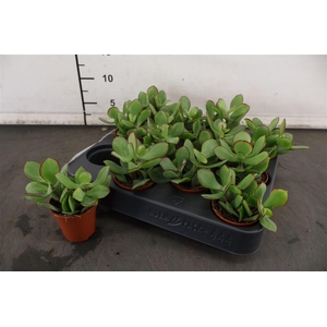 Mini Crassula Petit Wave 5.5 Cm. Pot