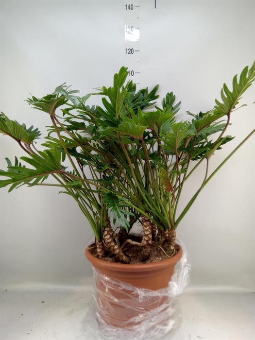 <h4>Philodendron xanadu</h4>
