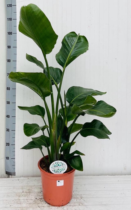 <h4>STRELITZIA NICOLAI</h4>