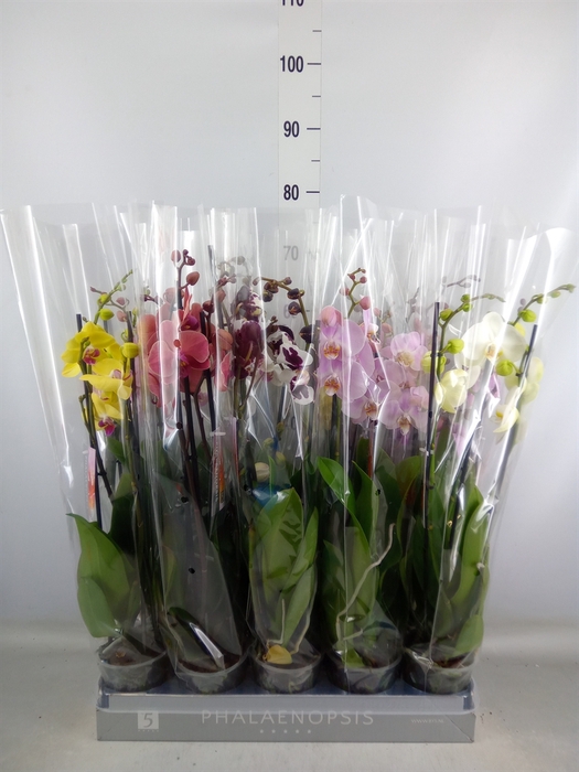 <h4>Phalaenopsis   ...mix  8</h4>