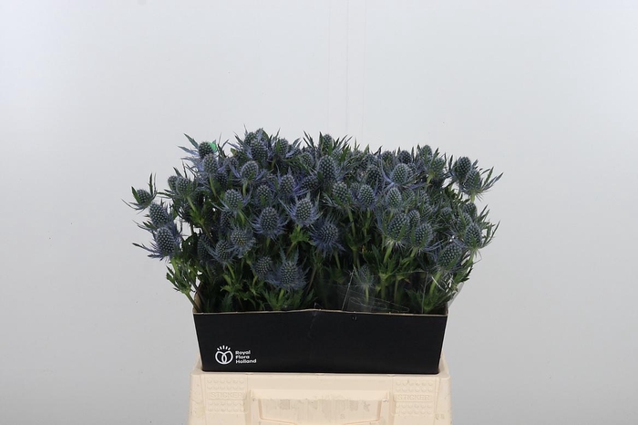 <h4>Eryng Mag Blue Lagoo</h4>