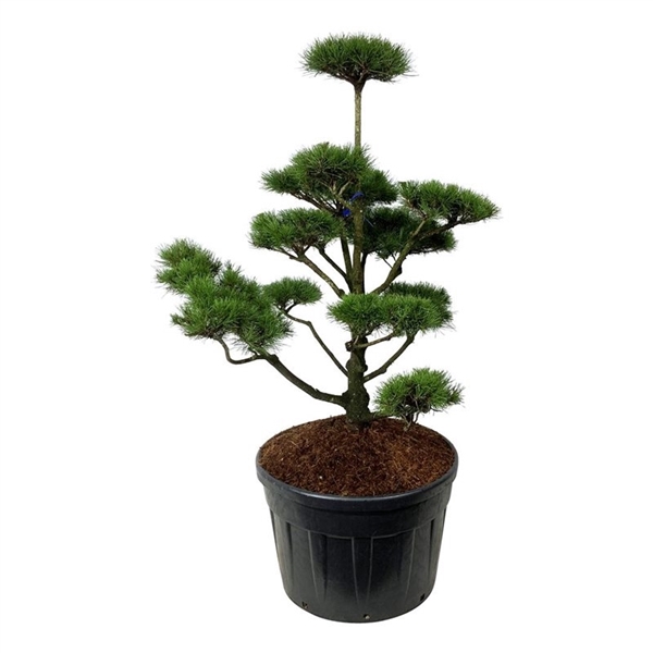 <h4>Pinus contorta</h4>