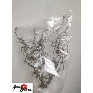 Corylus Av Contorta 60cm X10