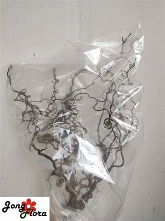 <h4>Corylus Av Contorta 60cm X10</h4>