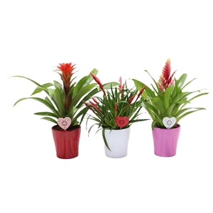 Bromelia variés