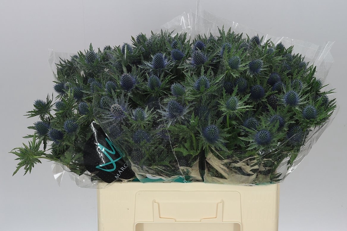 <h4>Eryngium Aqua</h4>