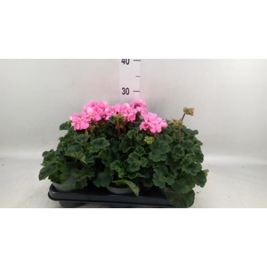 Pelargonium zona.   ...F1