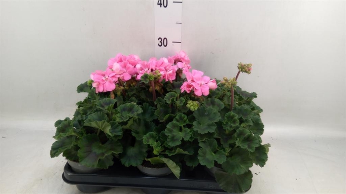 <h4>Pelargonium zona.   ...F1</h4>