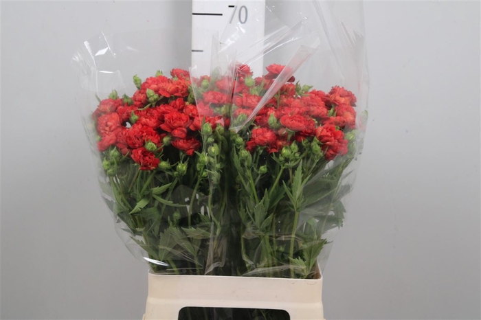 <h4>Geum Fiery Tempest</h4>