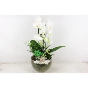 arr2 PL - Glas Henrik phal. wit