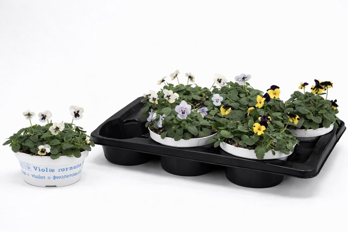 <h4>VIO CO EM GEM</h4>