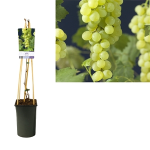 Vitis 'Himrod' +light label