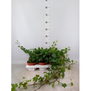 Hedera helix 'Wonder'