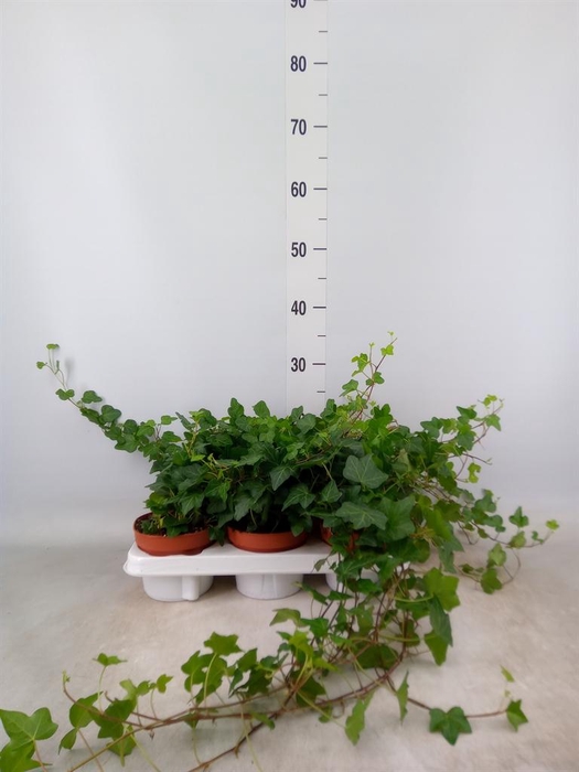 <h4>Hedera helix 'Wonder'</h4>