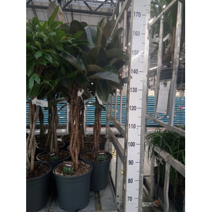 Ficus elastica 'Burgundy'