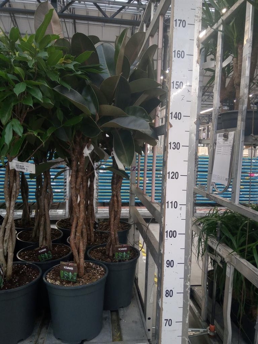 <h4>Ficus elastica 'Burgundy'</h4>