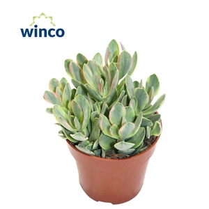 Crassula Rusby Variegata