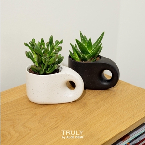 TRULY succulent, Penguin pot