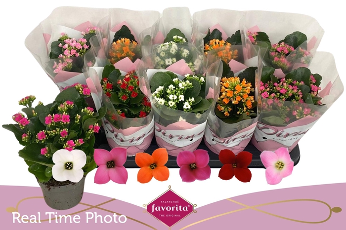 <h4>KAL EN GEM 6 KL</h4>