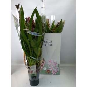Cymbidium  'Magic Vogel'