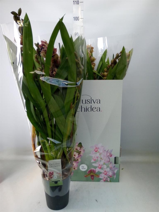 <h4>Cymbidium  'Magic Vogel'</h4>