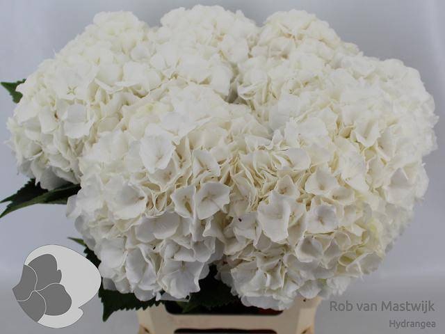 <h4>HYDR M CH WHI VERENA</h4>