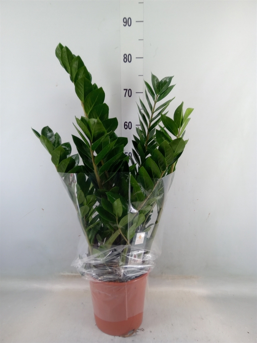 <h4>Zamioculcas zamiifolia</h4>