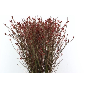 Salix Melanostachys P Stem