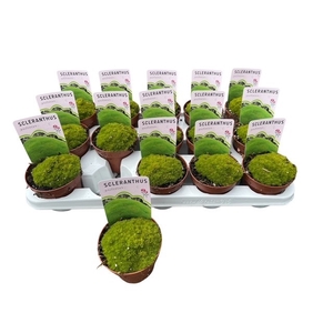 VASTE PLANTEN OV