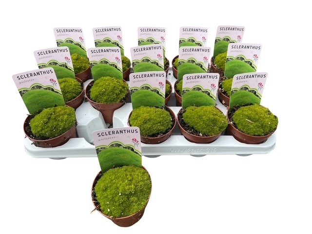 <h4>VASTE PLANTEN OV</h4>