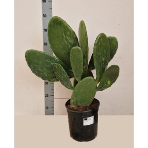 OPUNTIA