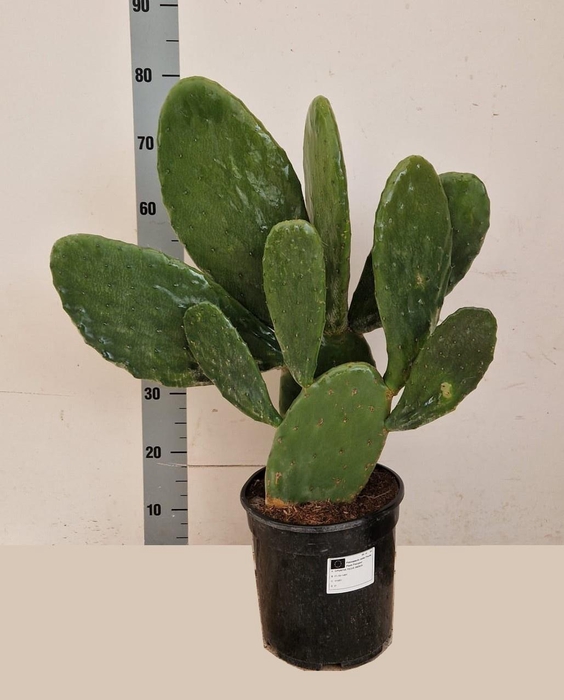 <h4>OPUNTIA</h4>