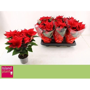 EUPHOR P CHR UNIVERS