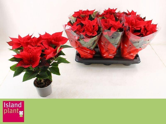 <h4>EUPHOR P CHR UNIVERS</h4>