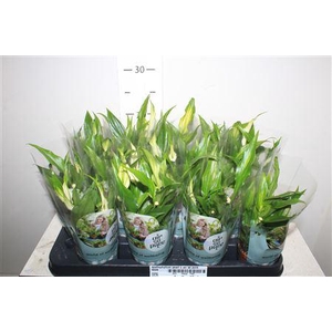 Spathiphyllum Pearl C Air So Pure