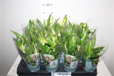 <h4>Spathiphyllum Pearl C Air So Pure</h4>