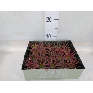 Tillandsia