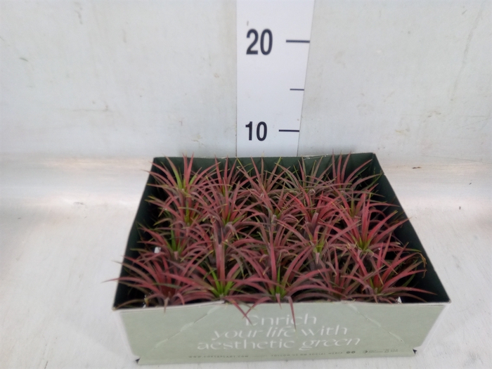 <h4>Tillandsia</h4>