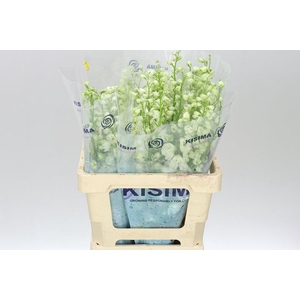 Delph El Guardian White