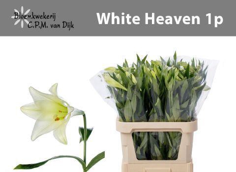 <h4>LI LF WHITE HEAVEN 1BL</h4>