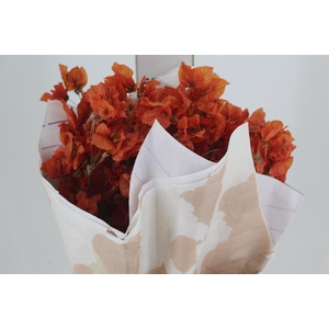 FLOR DE PRIMAVERA DESIDRATADA TERRACOTA