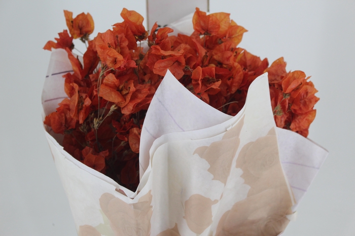 <h4>FLOR DE PRIMAVERA DESIDRATADA TERRACOTA</h4>