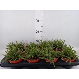 Rhipsalis baccifera subsp. horrida