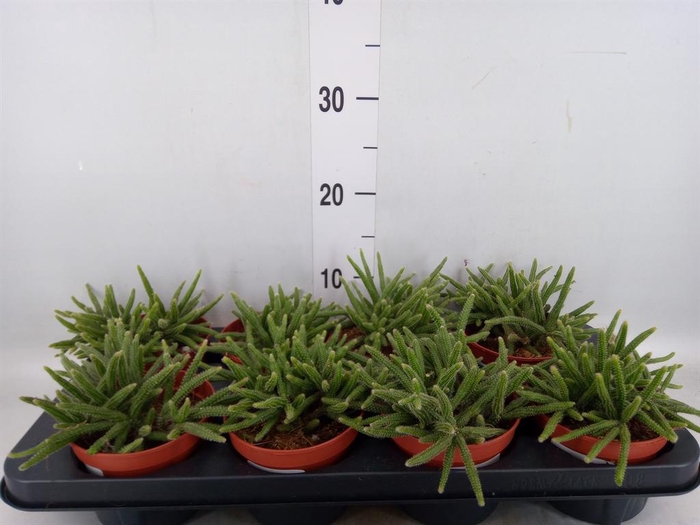 <h4>Rhipsalis baccifera subsp. horrida</h4>