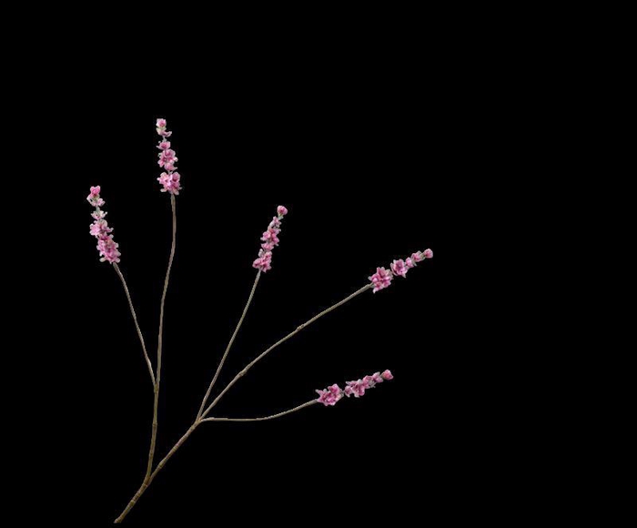<h4>LAVENDEL TAK ROZE  85 cm</h4>