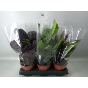 Calathea   ...mix
