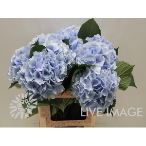 Hydrangea verena blue