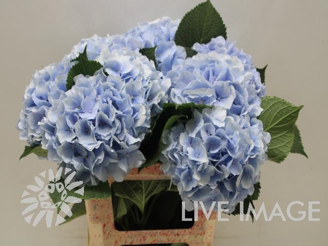 <h4>Hydrangea verena blue</h4>